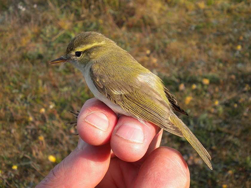 Greenish Warbler, Sundre 20110605